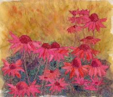 Echinacea