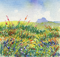 Meadow Lindisfarne