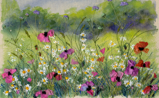 Meadow with Poppies 3